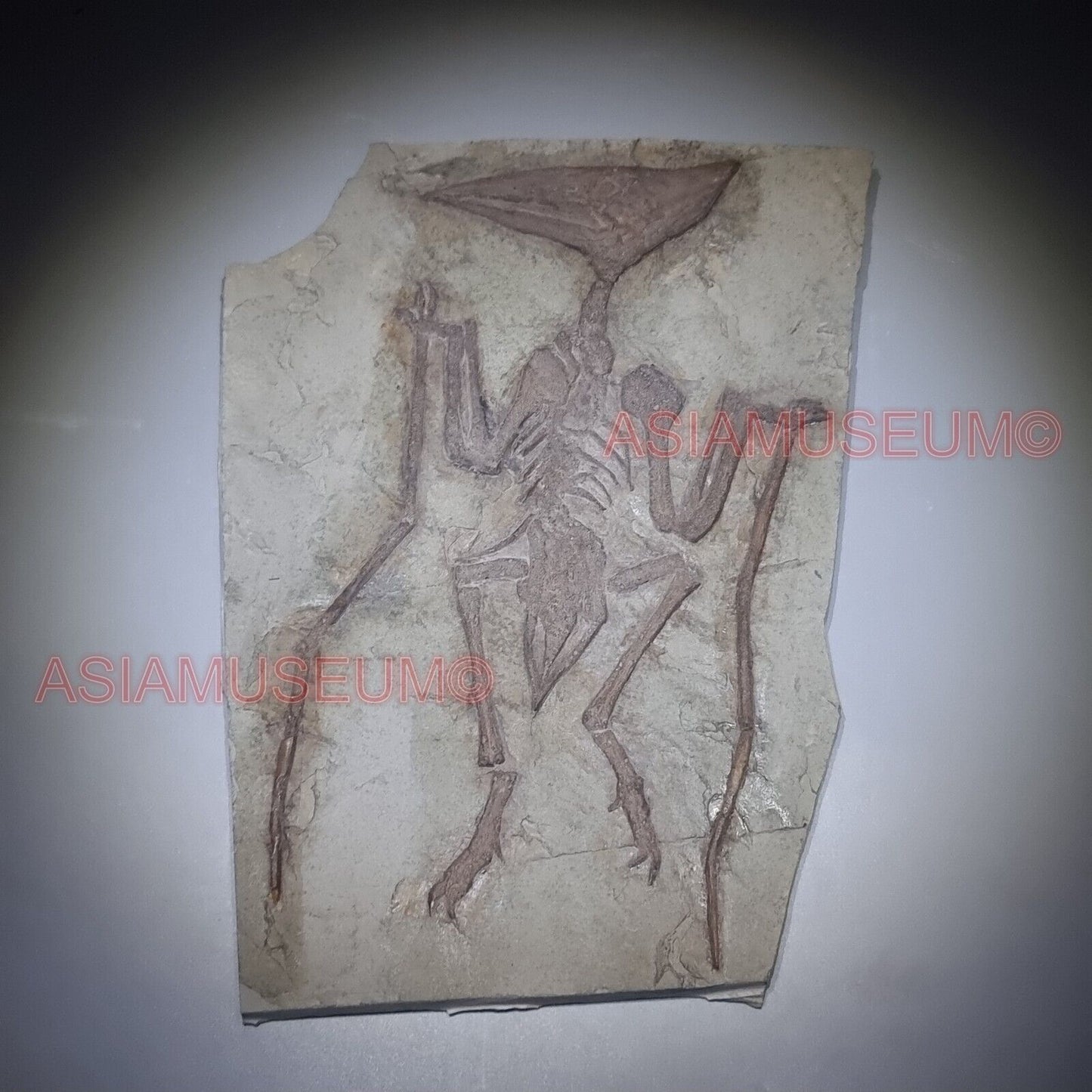 Pterosauro Fossile Dinosauro Rettile Volante Artiglio Osso Mondo Giurassico P9