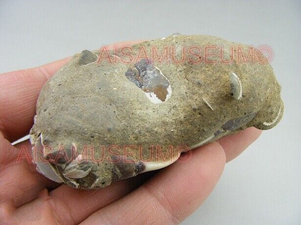 CRAB Crustacean Arthropod Dinosaur Hand Leg Claw Bone Fossil Jurassic Park cA03