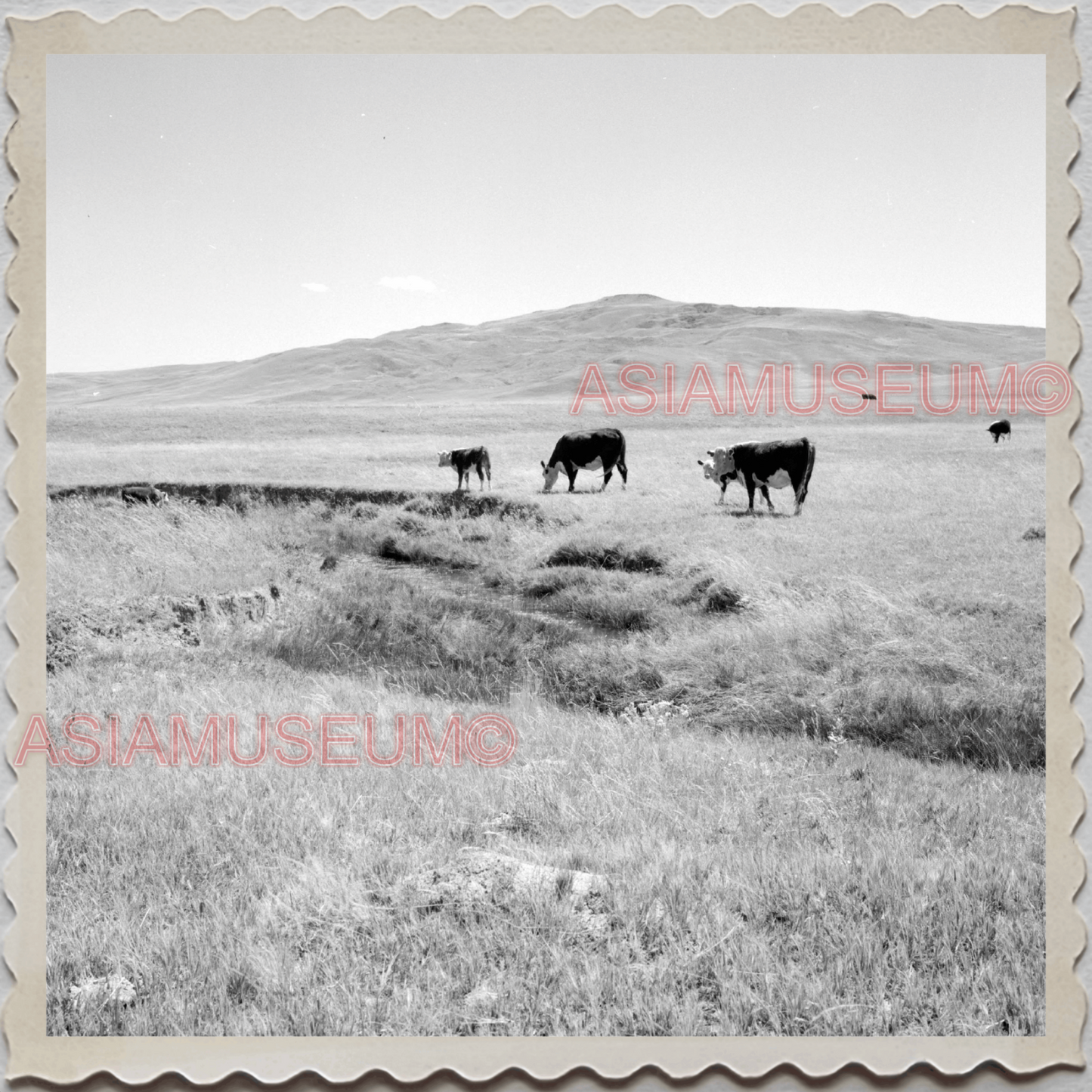 50s CASCADE COUNTY MONTANA COW BARN FARM FIELD AMERICA VINTAGE USA Photo 10171