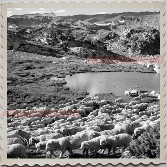 50s PARK COUNTY LIVINGSTON MONTANA YELLOWSTONE SHEEP HERD VINTAGE USA Photo 9649