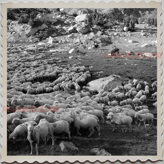 50s PARK COUNTY LIVINGSTON MONTANA YELLOWSTONE SHEEP HERD VINTAGE USA Photo 8572