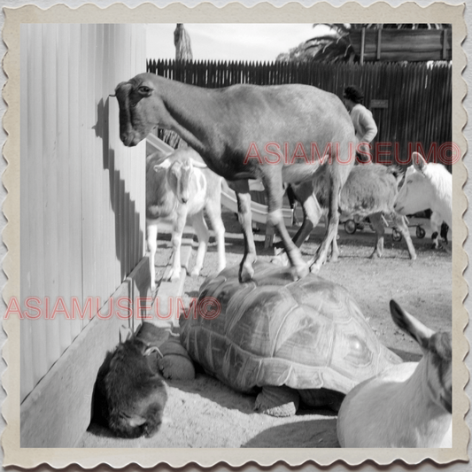 50s SAN DIEGO CALIFORNIA ZOO BOY TORTOISE GOAT AMERICA VINTAGE USA Photo 11841