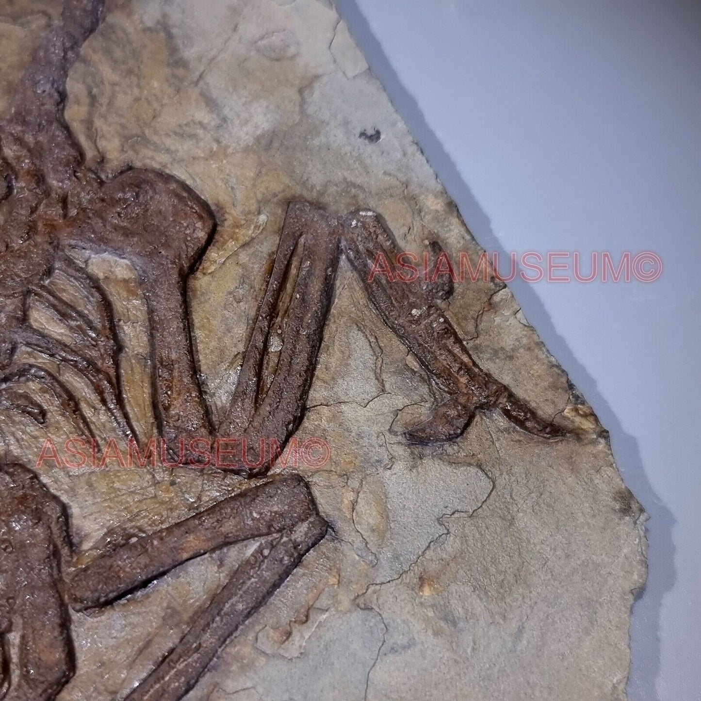 Dinosaure Confuciusornis Oeuf Oiseau Os Aile Fossile Parc Jurassique Crétace BK