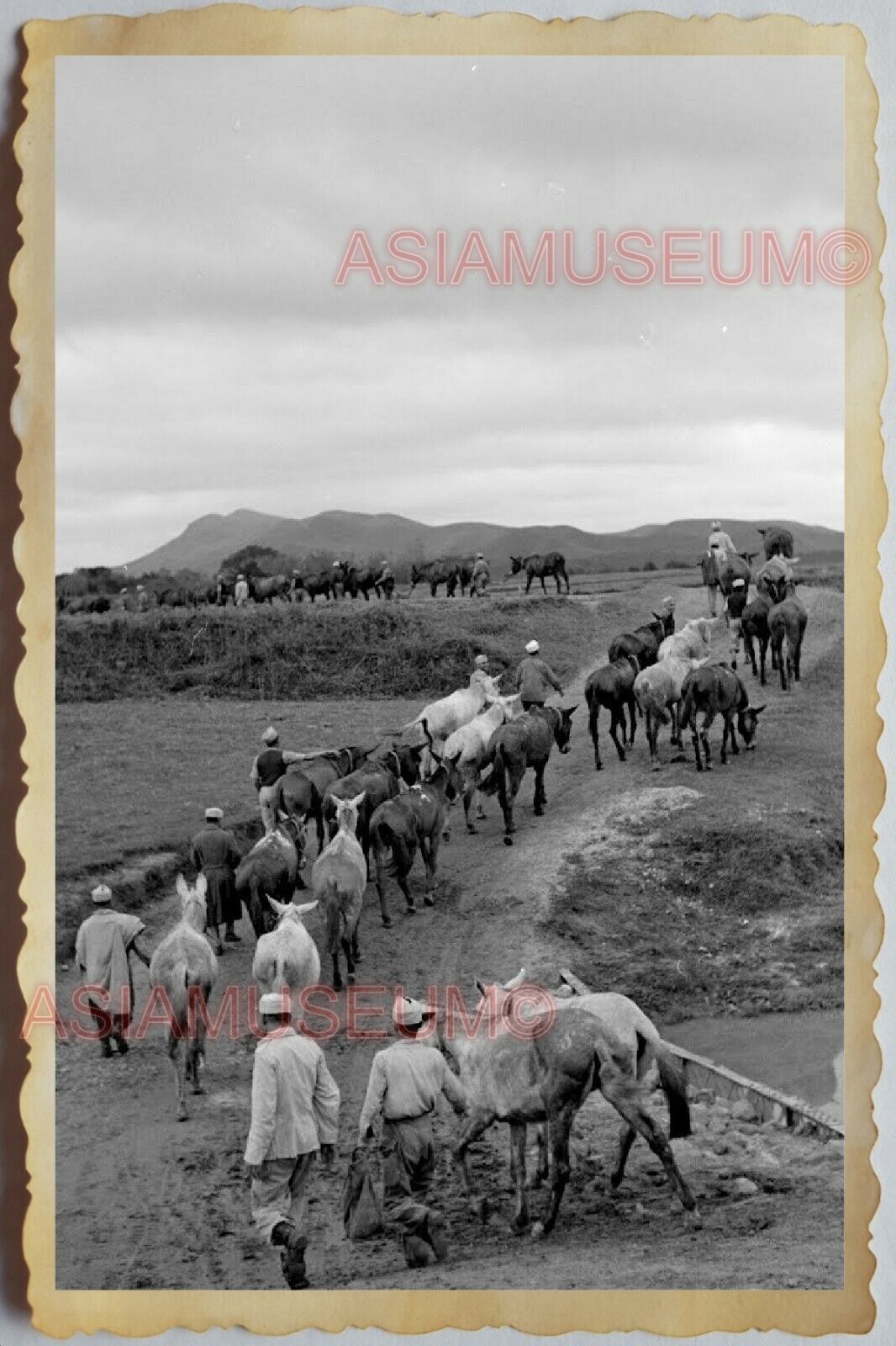 50s Vietnam SAIGON VILLAGE FARMER COW HERD BARN YARD WAR ARMY Vintage Photo 507