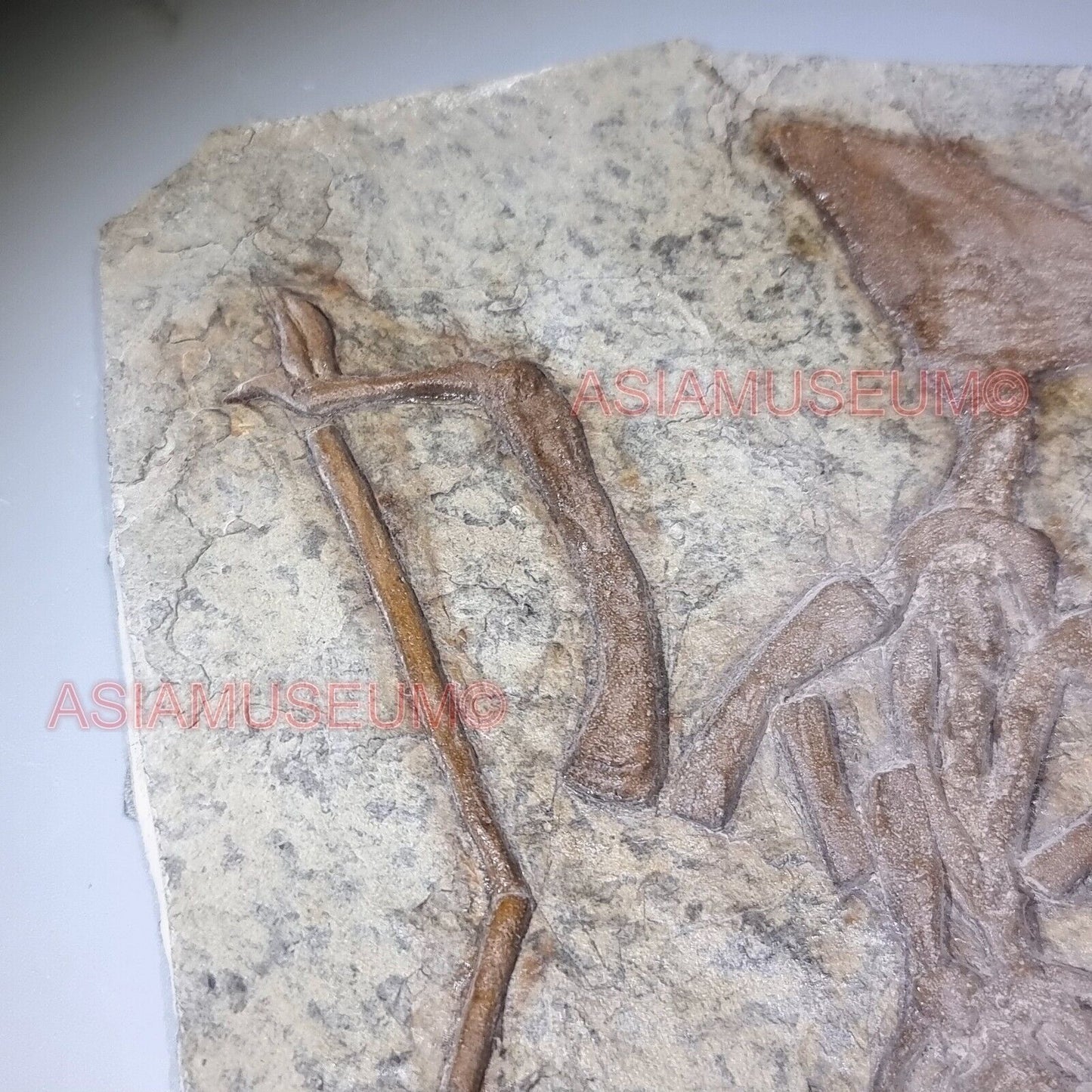 Dinosaur Fossil Pterosaur Flying Bird Reptile Jurassic Park World Cretaceous P1