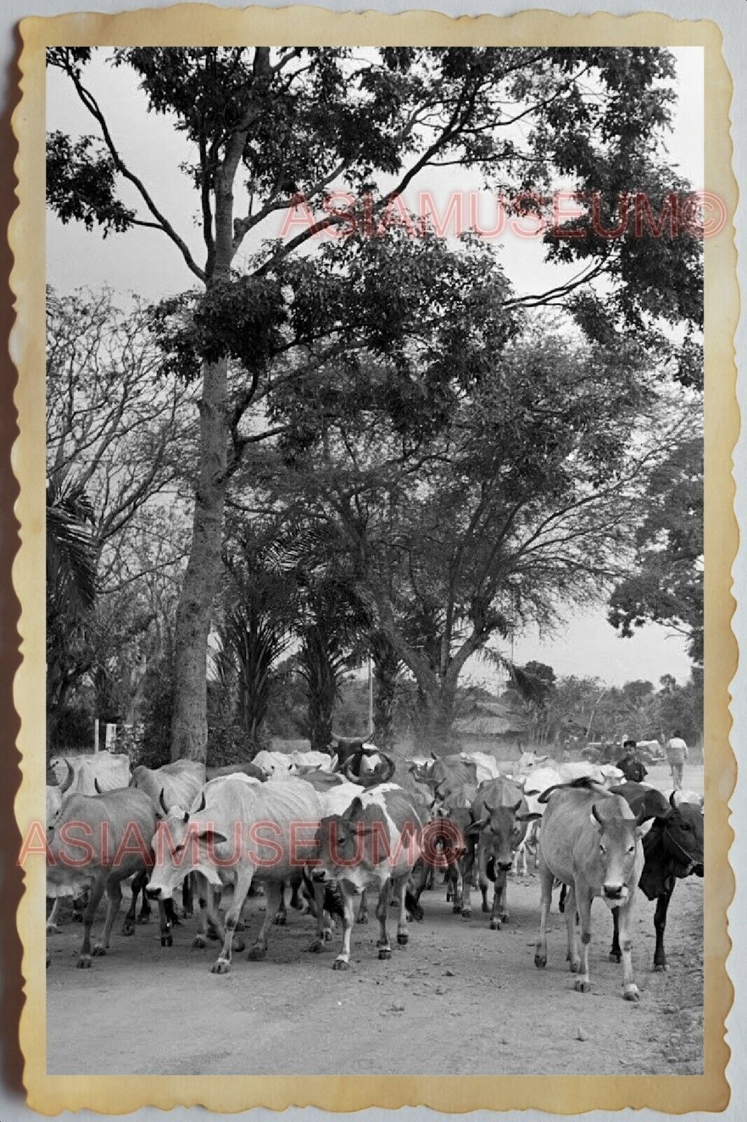 40s Vietnam War SAIGON VILLAGE HERD COW CATTLE BOY TRUCK HUT Vintage Photo 1663