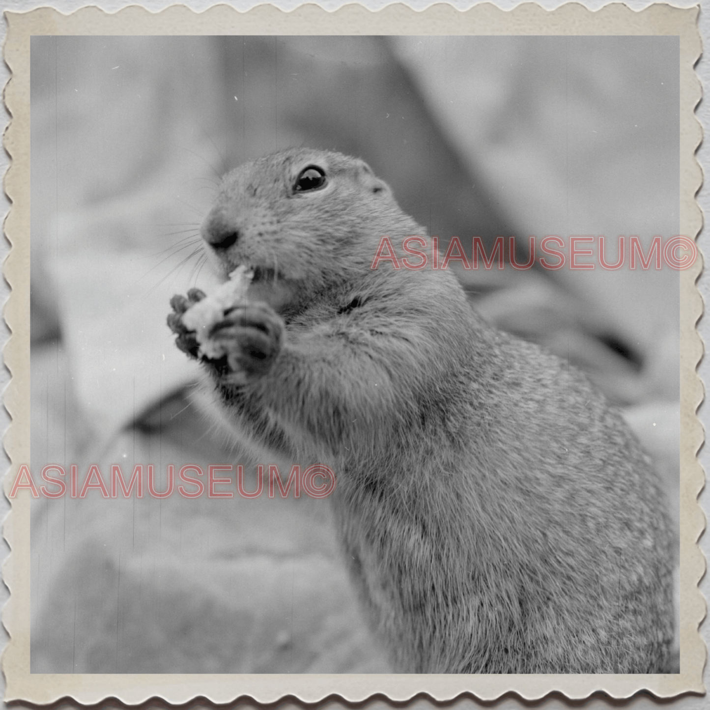 50s DENALI NATIONAL PARK ALASKA MOUNT MCKINLEY SQUIRREL VINTAGE USA Photo 10642