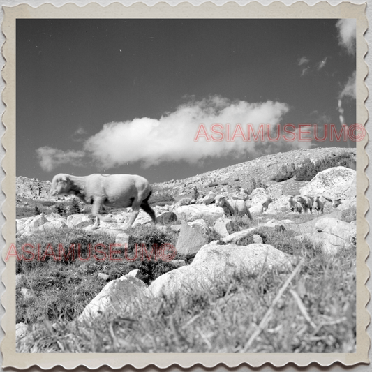 50s PARK COUNTY LIVINGSTON MONTANA YELLOWSTONE SHEEP HERD VINTAGE USA Photo 8983