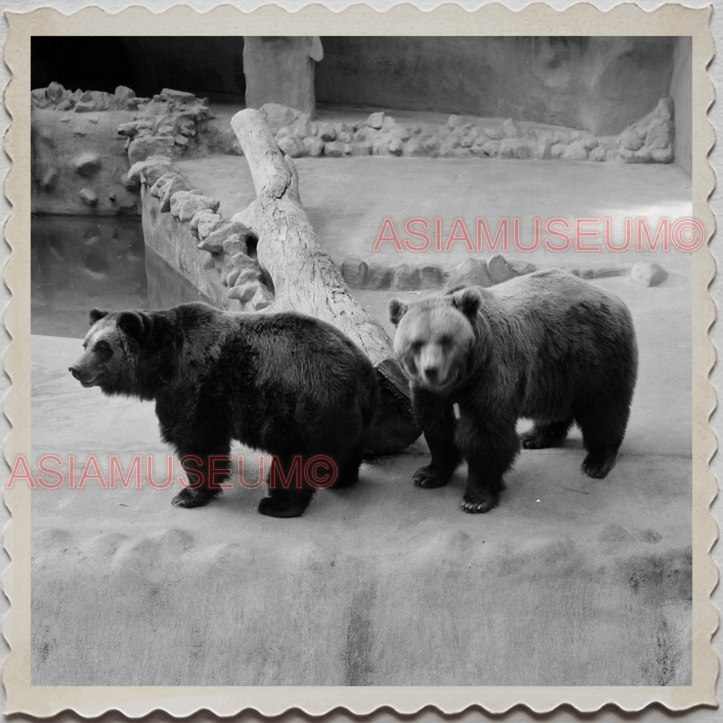 50s SAN DIEGO CALIFORNIA ZOO BLACK BEAR OLD AMERICA VINTAGE USA Photo 12585