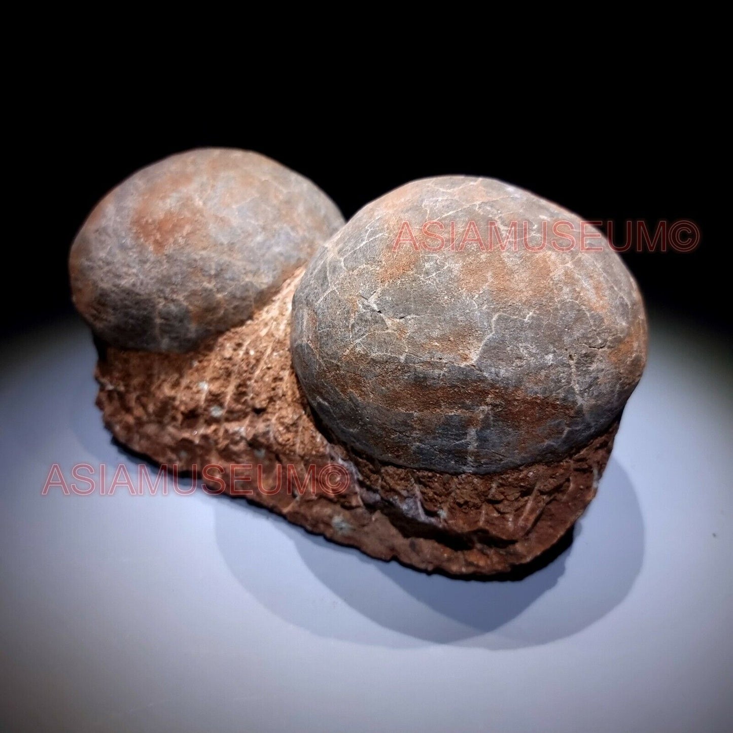 PAIRE Dinosaure Oeuf Hadrosaur Nid Dendrolithus Fossile Jurassique Crétace G6jj