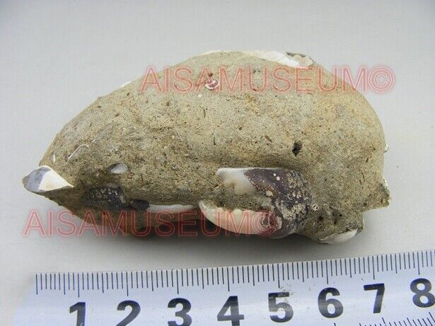 CRAB Crustacean Arthropod Dinosaur Hand Leg Claw Bone Fossil Jurassic Park cA03