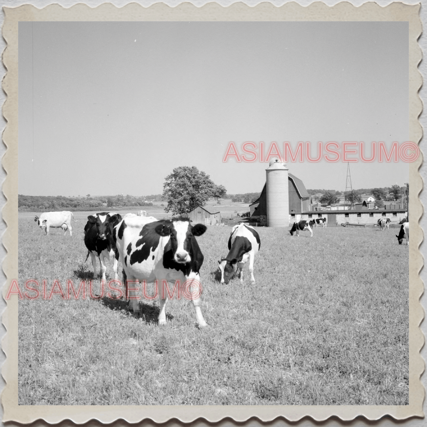 50s LAKE GENEVA WISCONSIN WALWORTH MILWAUKEE CHICAGO COW VINTAGE USA Photo 8752