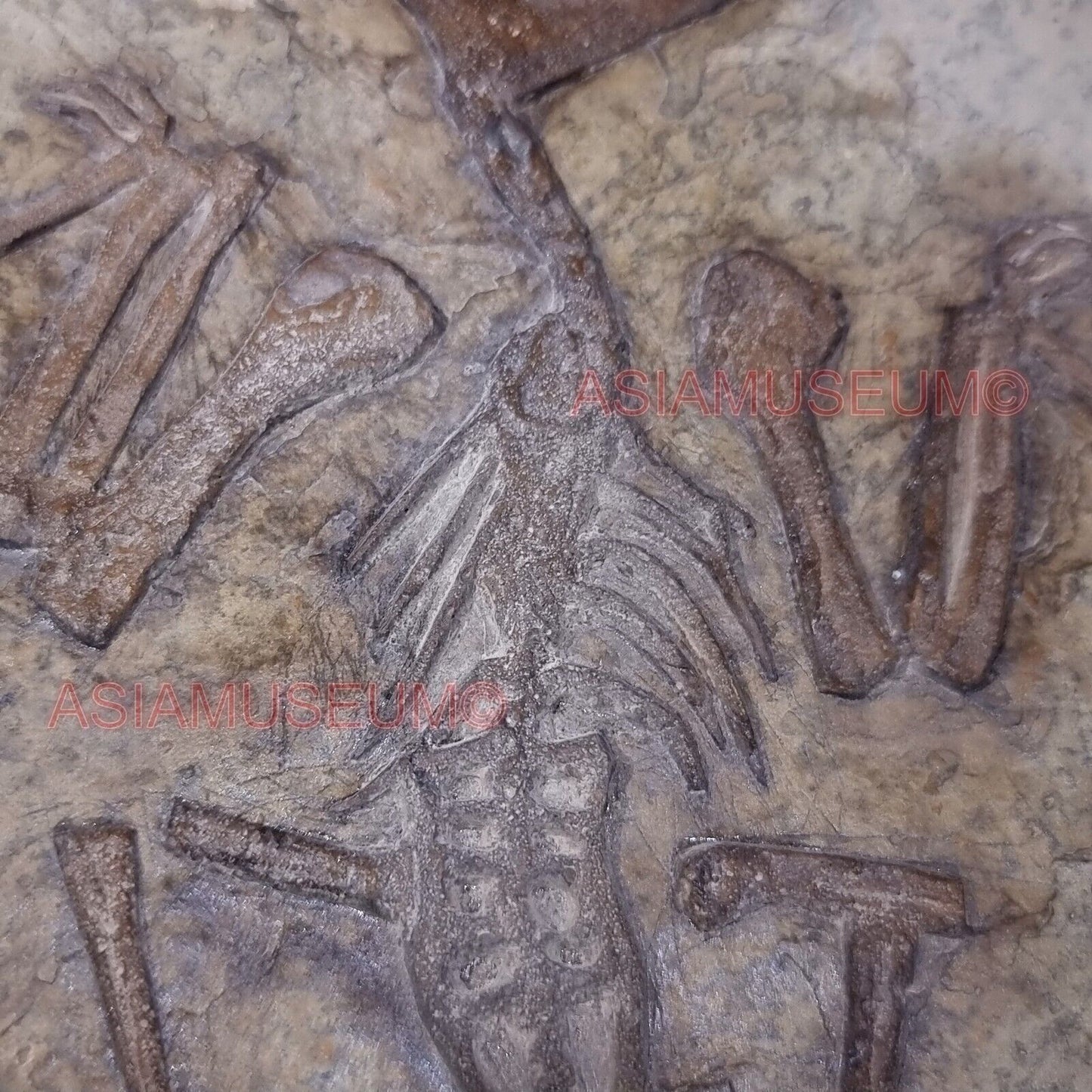 Fossilien DINOSAURIER Flugsaurier Zahn Vogel Jurassische Welt Kretazeisch P2