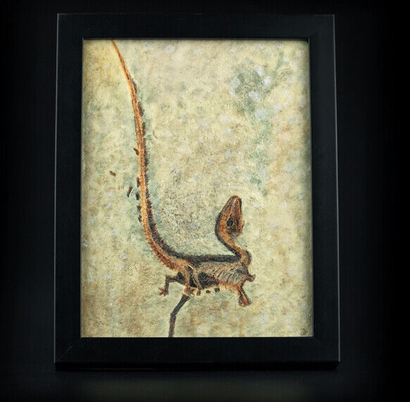 Fossilien Sinosauropteryx DINOSAURIER Jurassische Welt Vogel Biene Reproduzieren