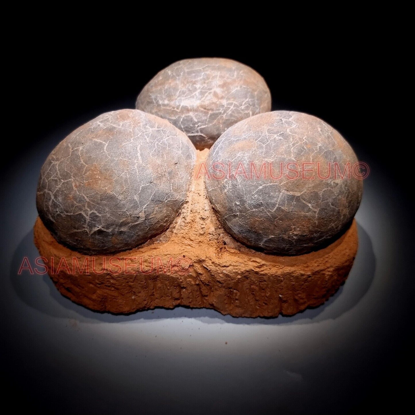 TRIPLE Dinosaur Egg Nest Hadrosaur Duckbill Fossil Jurassic Cretaceous World