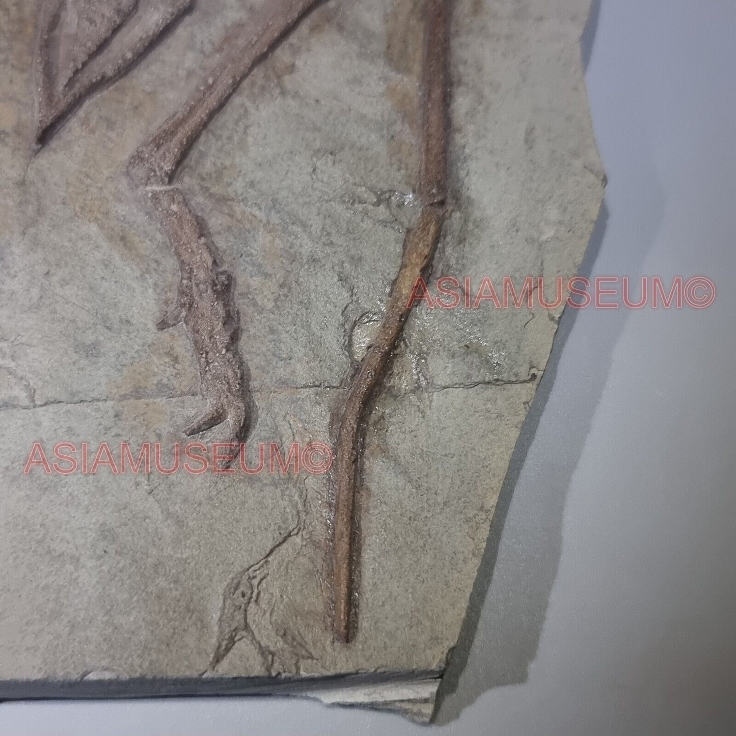 Pterosauro Fossile Dinosauro Rettile Volante Artiglio Osso Mondo Giurassico P9