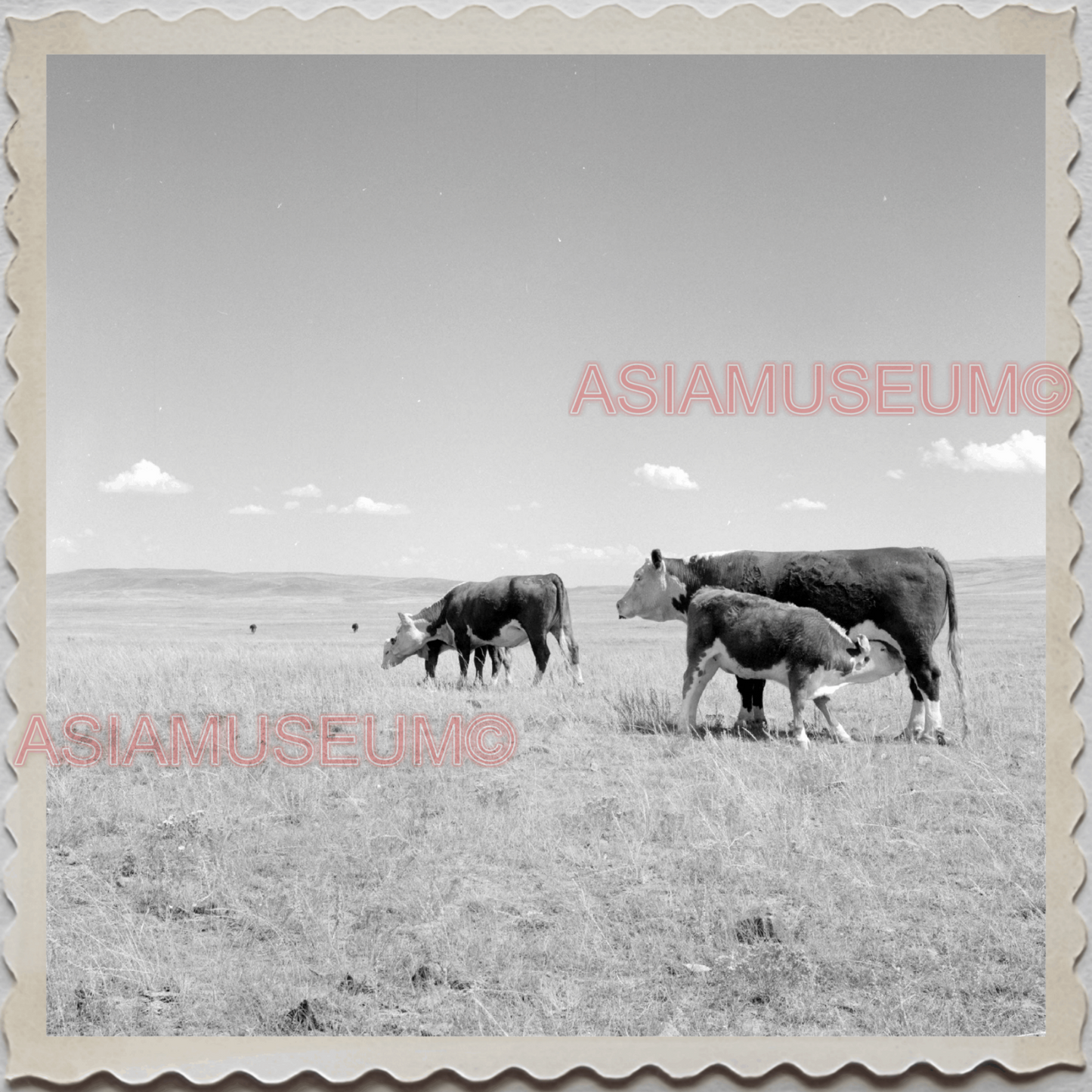 50s CASCADE COUNTY MONTANA CATTLE BARN FARM FIELD AMERICA VINTAGE USA Photo 9505