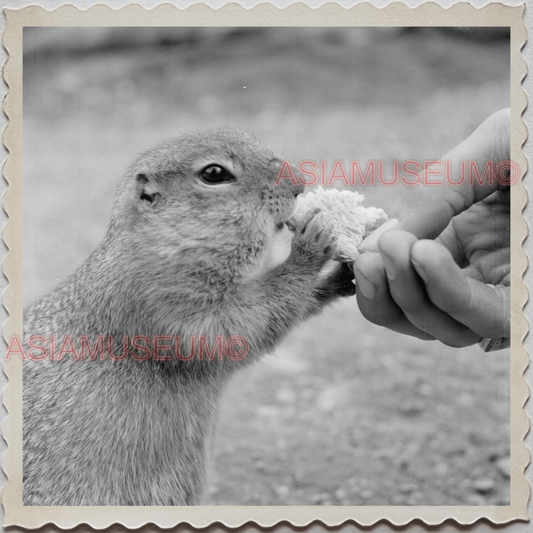 50s DENALI NATIONAL PARK ALASKA MOUNT MCKINLEY SQUIRREL VINTAGE USA Photo 11975