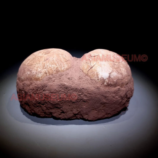 Pair Double Jurassic World Shunosaurus Sauropod Lizards Dinosaur Egg Nest Fossil