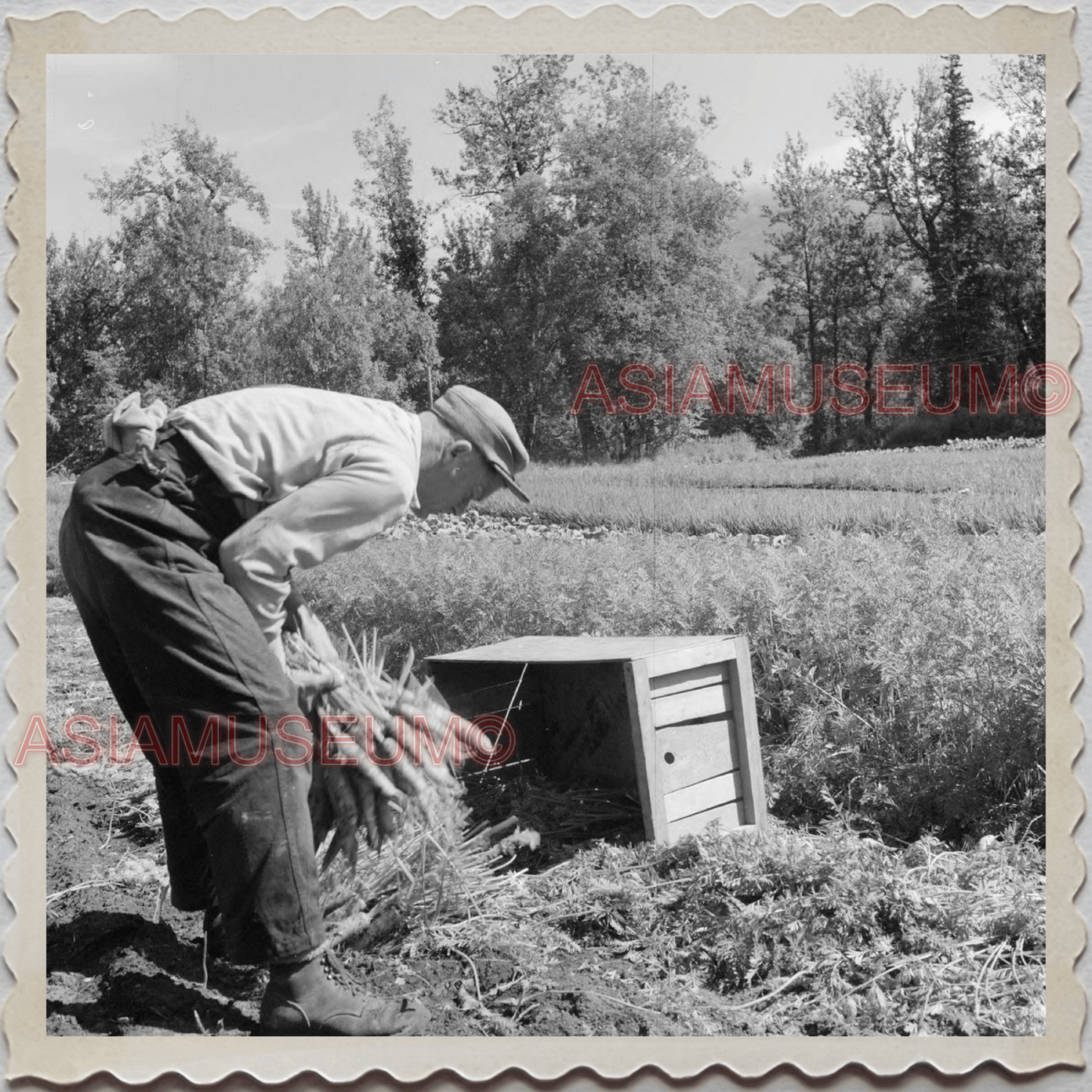 50s PALMER CITY Matanuska-Susitna ALASKA FARMER CARROT VINTAGE USA Photo 10401