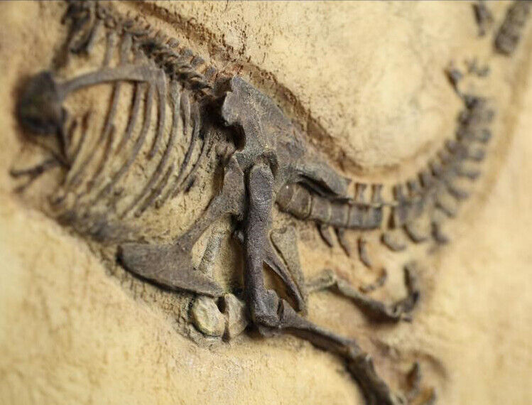 Fossilien Baby Tyrannosaurus T-REX DINOSAURIER Jurassische Welt Reproduzieren